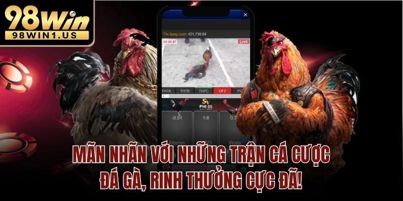 Cá cược đá gà