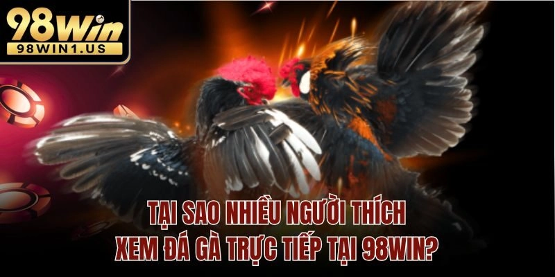 Tại sao nhiều người thích xem đá gà trực tiếp tại 98win?
